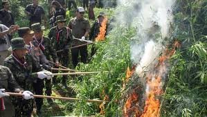 BNN Dukung Asta Cita Prabowo, Musnahkan 69 Ton Ganja di Aceh Utara