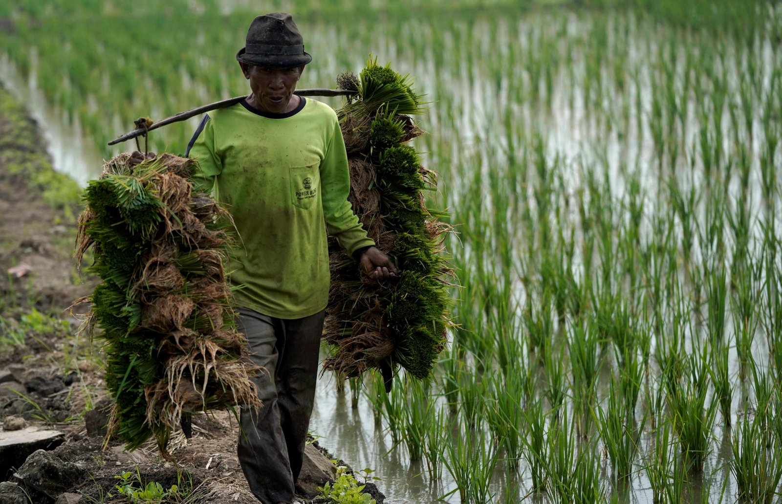 Penurunan HET Pupuk Bersubsidi 20% Bantu Petani Tingkatkan Produksi Pangan 2025