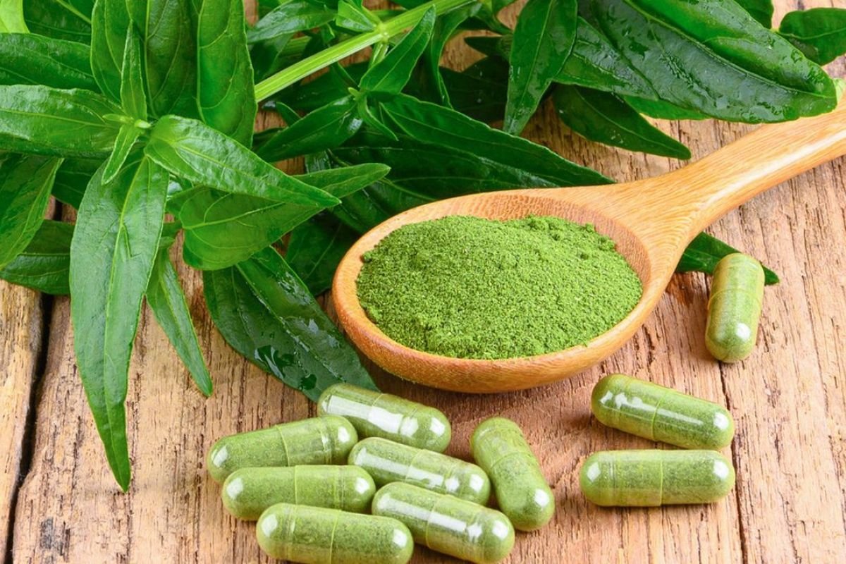 Manfaat Sambiloto dan Cara Merebusnya agar Kandungan Andrographolide Tidak Rusak