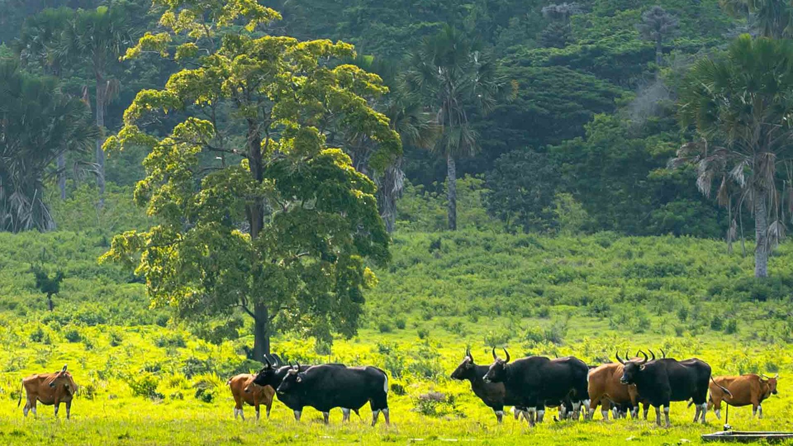 Banteng Jawa Kembali ke Alam: Program Reintroduksi di Pangandaran Hasilkan Anak Banteng