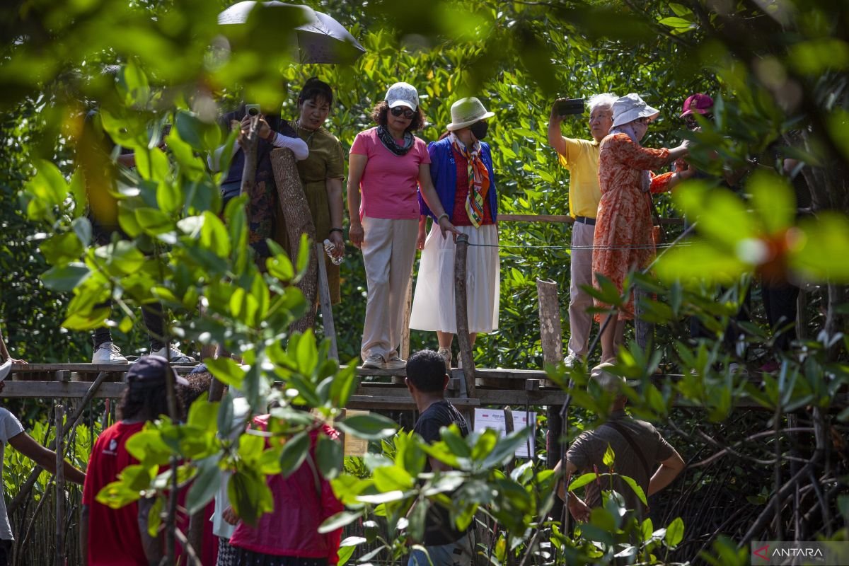 Pemerintah Tetapkan Peta Mangrove Nasional 2025 Seluas 3,45 Juta Hektare