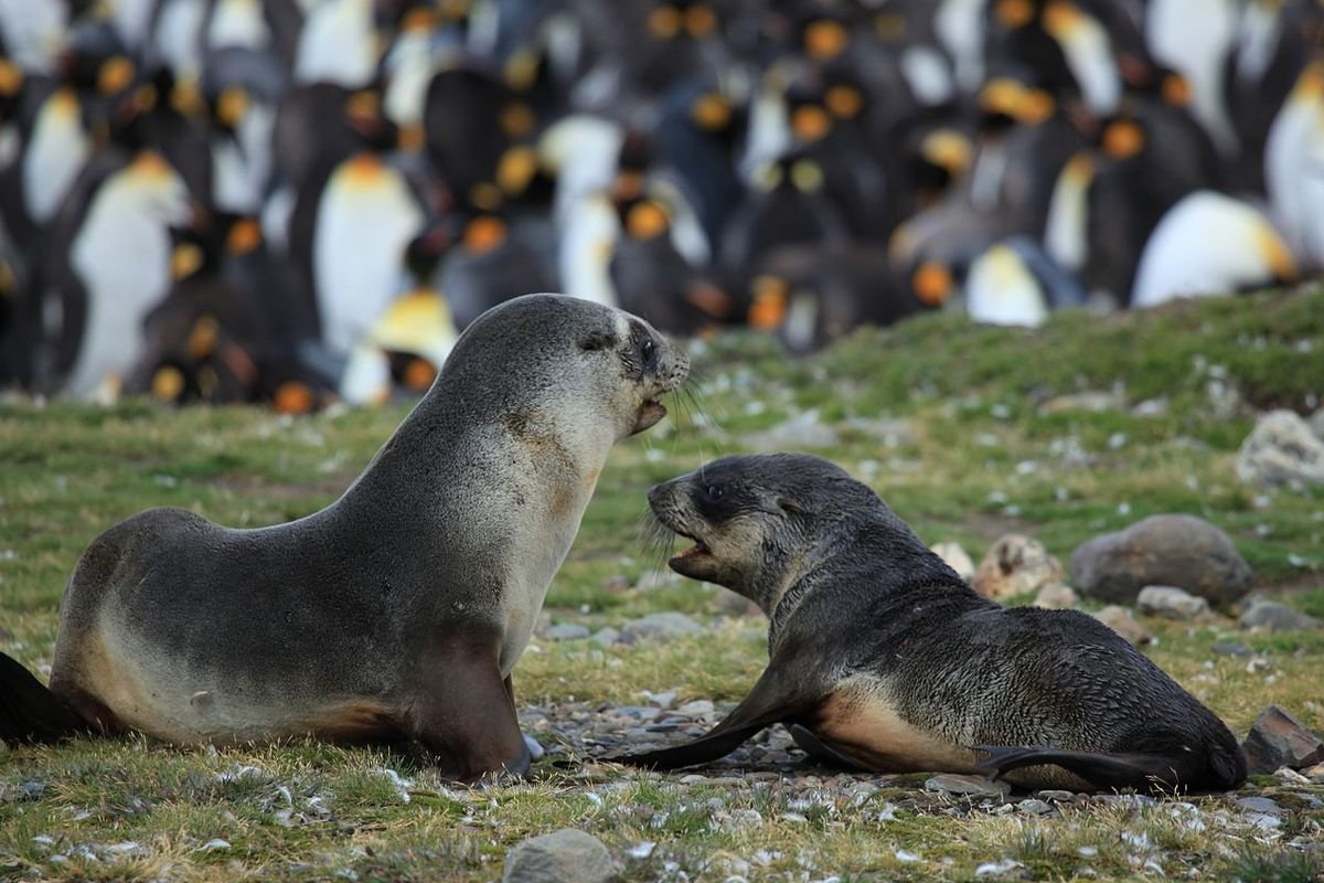 Teknologi AI Ungkap Dampak Wisatawan terhadap Anjing Laut di Pantai Newburgh