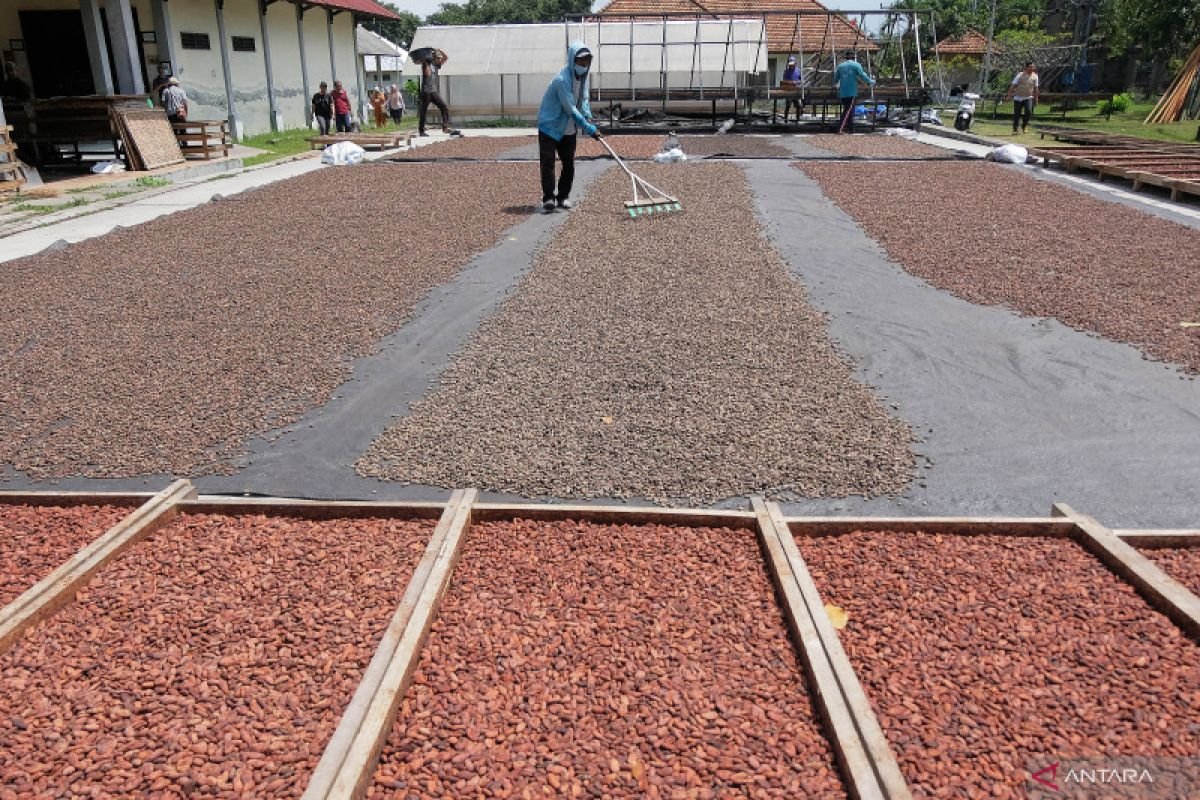 Harga Referensi Biji Kakao Januari 2026 Turun 5,27%, HPE Ikut Menurun