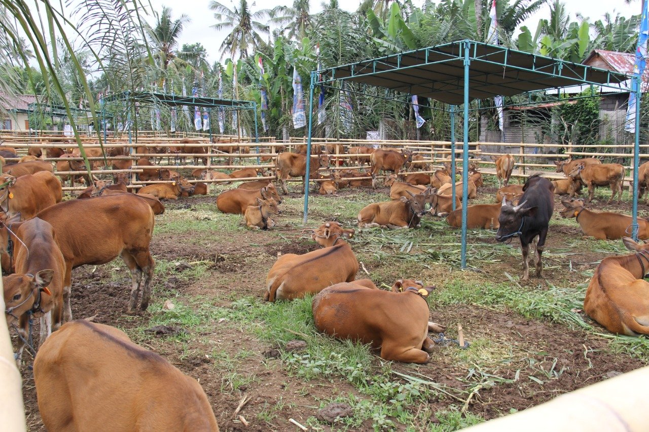 Swasembada Daging: Kementan Kembangkan Peternakan Sapi Terpadu di Kalteng