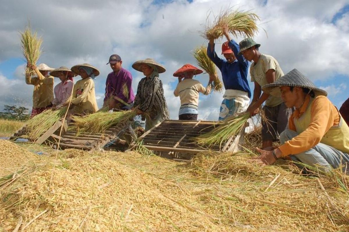 Indonesia Dipastikan Surplus Beras, Stok Nasional 47,1 Juta Ton