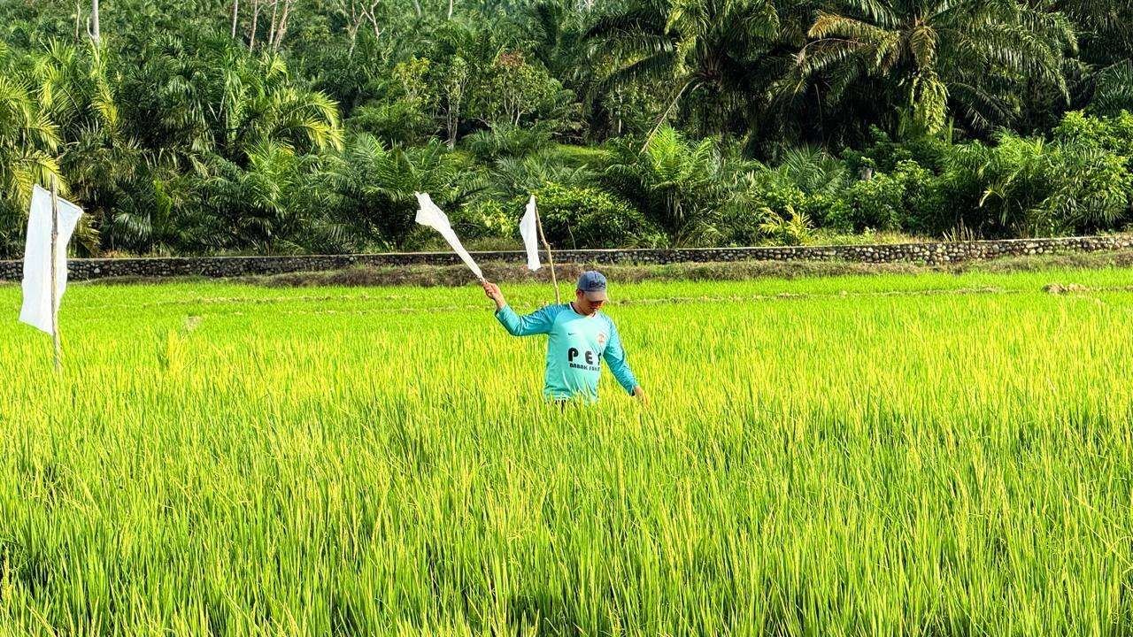 Pemerintah Wajibkan Petani Tanam Padi Genjah Hadapi Ancaman Kemarau Panjang