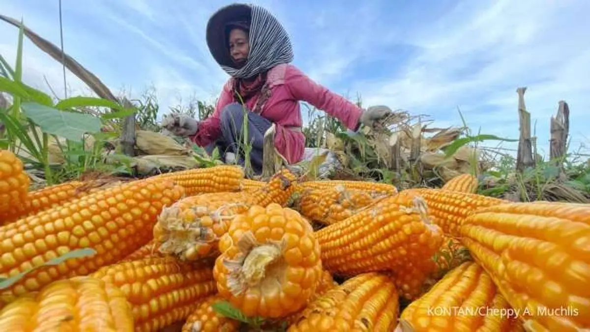 Pemerintah Perkuat Stok Jagung Nasional Lewat Inpres Nomor 3 Tahun 2026