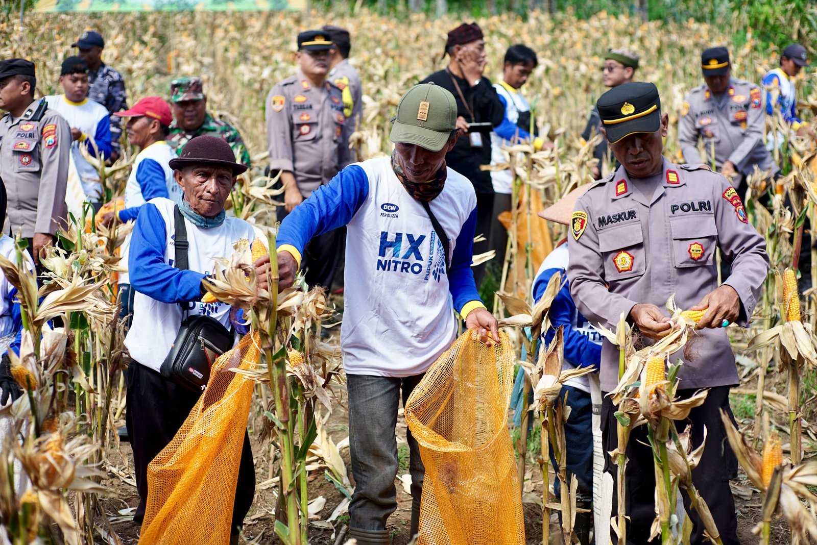 Pemerintah Perkuat Ketahanan Pangan Lewat Panen Raya Jagung Nasional