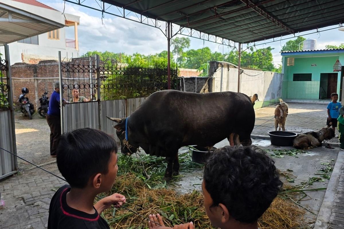 Gerindra Tegaskan Bantuan 1.098 Sapi Kurban Prabowo dari APBN Tak Langgar Aturan