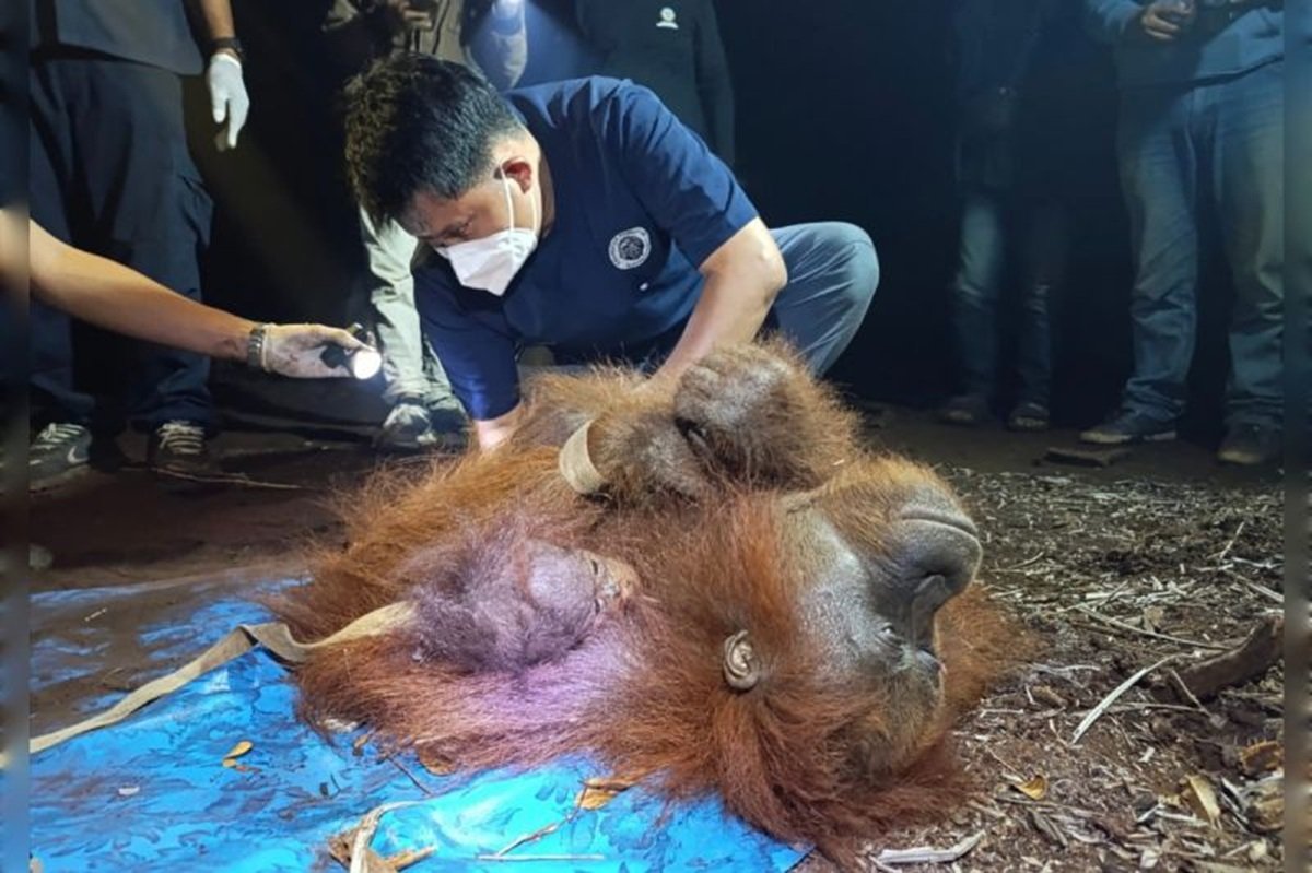 11 Orangutan Dievakuasi dari Karhutla Samboja, Kini Dipantau Ketat 11 Orangutan Dievakuasi dari Karhutla Samboja, Kini Dipantau Ketat