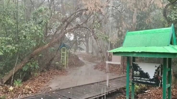 Kabar Baik dari Tanjung Puting, Hujan Turun di Tanjung Harapan hingga Camp Leakey Kabar Baik dari Tanjung Puting, Hujan Turun di Tanjung Harapan hingga Camp Leakey