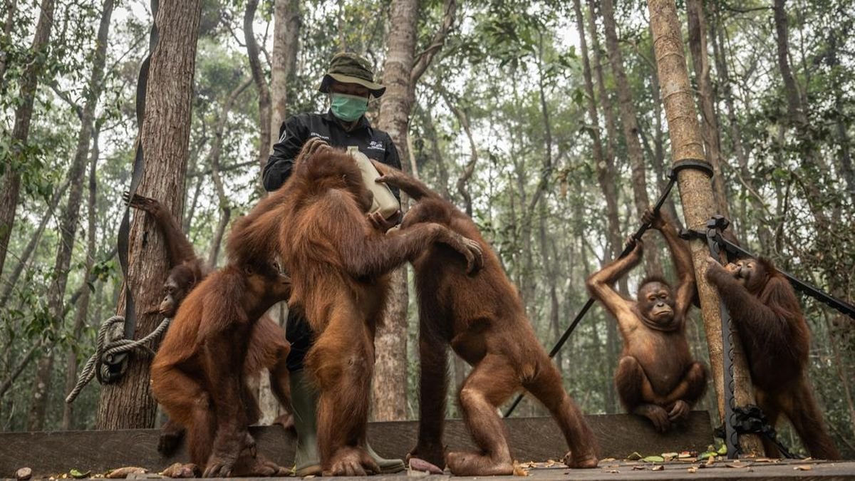 Asap Karhutla Ganggu Pernapasan 47 Orangutan di Nyaru Menteng, Perawatan Ditingkatkan Asap Karhutla Ganggu Pernapasan 47 Orangutan di Nyaru Menteng, Perawatan Ditingkatkan